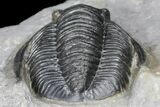 Cornuproetus Trilobite Fossil - Ofaten, Morocco #130534-4